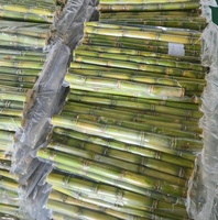 Segmentos de Caña de Azúcar Congelados Industriales de Vietnam, Trozos de Caña Dulce IQF para el Procesamiento de Alimentos a Gran Escala