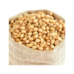 High Quality GMO Soya <b>Beans</b> for Sale Yellow Soybeans - Soybeans for the best market rates - Product Image 4
