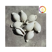 Vente en gros de coquilles de cauri naturelles petites et grandes tailles du Vietnam pour la décoration de la maison de bijoux et la fourniture d'artisanat