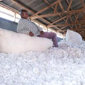 Coton brut |   Fibres et textiles en coton biologique de qualité supérieure en provenance de Tanzanie - Product Image 6