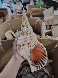 Conchas Decorativas de Caracol y Conchas de Trompeta Cuidadosamente Procesadas para Exhibición Creativa y Decoración Artesanal - Product Image 2