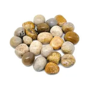 Wholesale rare Fossil Coral Tumbled Stone For Decoration and Healing Properties Available at Wholesale Price