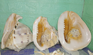 ขายเปลือกหอยทะเลแกะสลักขนาดใหญ่ข้อมูลทองคํา 99 - เปลือกหอยทะเลที่ขายดีที่สุดสําหรับของที่ระลึกของขวัญธรรมชาติที่มีความหมาย - Product Image 5