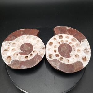 Paire d'Ammonites du Timor, pierres décoratives semi-polies, ensemble d'Ammonites naturelles assorties pour l'exposition, les collectionneurs et la vente en gros - Product Image 5