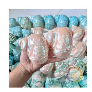 Conchas de Caracol de Luna pulidas y listas para arte de resina, decoración, artesanías de joyería | Venta al por mayor a granel de la fábrica de Vietnam 2025 - Product Image 5