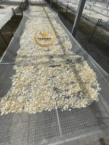 ผู้ผลิตเกล็ดปลาแห้งจำนวนมาก |   กระดูกอ่อนจากเกล็ดปลา (ปลาทิลาเปีย, ปลาทะเล) - Product Image 5