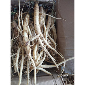 Bonnet de ginseng, planta natural antienvejecimiento, panax, vietnamita, ginseng salvaje, Akina, venta al por mayor - Product Image 4