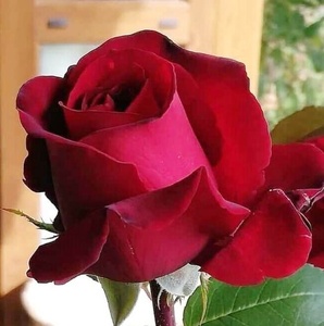 Rouleaux de cônes de rose en bois et en verre Tips meilleur prix Custom pack USA Purple cônes de rose roulés à la main Indian Plus grand fabricant - Product Image 4