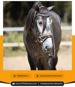 Brida Barroca de Edición Limitada, Precio de Fábrica al por Mayor, Productos Ecuestres, Fabricante de Bridas, Plegable - Product Image 3