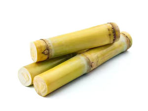 Planta de caña de azúcar de alto rendimiento para la producción de etanol y agricultura orgánica para la Agricultura - Product Image 5