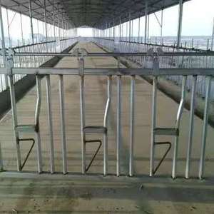 Nhà Máy Tùy Chỉnh Gia Súc Headlock Động Vật Lồng Thiết Bị Nông Nghiệp Tại Giá Cả Cạnh Tranh Sữa Thiết Bị - Product Image 5