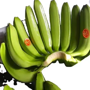 CHEAPEST BANANA GUARANTEED Fresh Long Green Cavendish Banana Export 100% Free Tax Worldwide - No.1 Quality