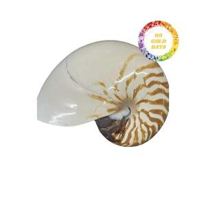 Hermosas conchas marinas naturales Nautilus con diseño de abulón de gran tamaño para decoración, diseño artístico y trabajos artesanales creativos - Product Image 3