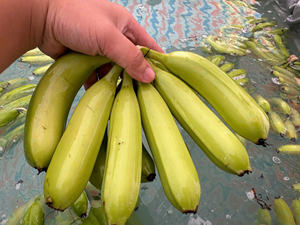 Exportación estándar plátano fresco Vietnam origen dulce sabor piel limpia buena capacidad de almacenamiento - Product Image 3