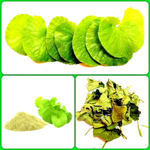 POUDRE DE PENNYWORT DE HAUTE QUALITÉ/BIOLOGIQUE ET SANS ADDITIF/VENTES EN GROS COMPÉTITITIVES/MADE IN VIETNAM - Product Image 5
