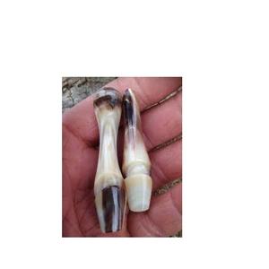 Pointes en corne de buffle et pointe en corne naturelle brute Corne naturelle de boeuf prête pour le chargement en gros meilleur emballage - Product Image 1