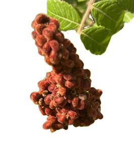 SUMAC BASE pour le tannage du cuir pour la fabrication de chaussures - Product Image 2