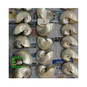 Offre Spéciale NAUTILUS COQUILLES COQUILLAGES NATURELS POLIS DÉCORATIFS DE HAUTE QUALITÉ POUR LA FABRICATION DE BIJOUX ARTISANAT - Product Image 6