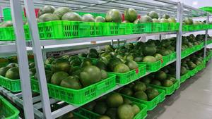 Fresh 100% Maturity Green Skin Pomelo fresco de buena calidad - Product Image 4