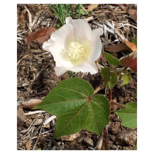 Coton brut biologique de qualité textile (Gossypium Arboreum) blanchi de qualité A pour les unités de filature et de tissage en gros du Brésil - Product Image 5