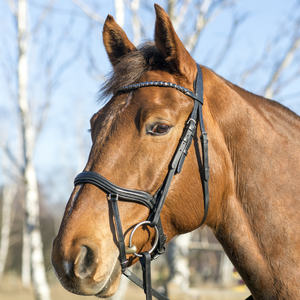 Diadema de Carreras de Caballos en inglés de buena calidad de India Brida Pescara Curved a precio asequible - Product Image 2
