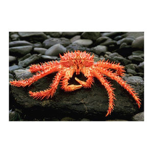 Crabe royal chilien de haute qualité, destiné au commerce en gros à des prix compétitifs - Product Image 6