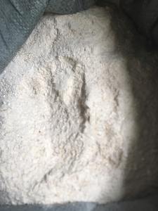 Poudre d'os de seiche séchée du Vietnam Produit de haute qualité - Product Image 2