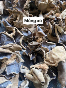 Hongo de oído de madera seco de Vietnam, producto de calidad de exportación con grosor constante y apariencia limpia para compradores internacionales - Product Image 2