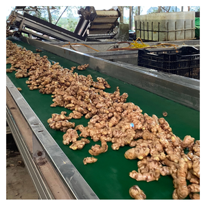 <b>Fresh</b> <b>Ginger</b> Vietnam Origin Big Size Clean Skin Strong Aroma Competitive Price for Bulk Export - Product Image 2