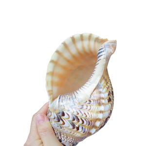 Coque Triton de trompette unique faite à la main: tailles diverses, prix abordables - Product Image 2