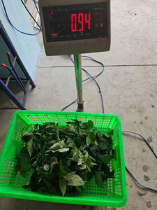 Hojas de yuca congeladas entregadas para proyectos minoristas internacionales Empresas de kits de cocina y cocinas de restaurantes - Product Image 3