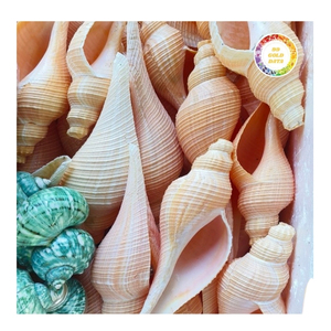 Concha de Caracol de alta calidad, concha marina con entrega rápida, suministro a granel, el mejor precio garantizado, altos estándares, proveedor confiable - Product Image 1