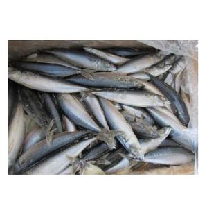 Full Of Healthy Raw Materials Spanish Mackerel Seafood Frozen Fish