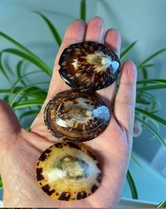 เปลือกหอยหอยเป๋าฮื้อเปลือกหอยทาก - Product Image 3