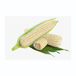 ข้าวโพดขาวพรีเมียมสำหรับการค้าส่งในระบบซัพพลายเชน - Product Image 1