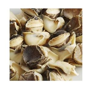 Viande de conque de mer congelée sans coquille BQF/Bloc - Product Image 4