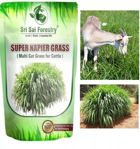 Sementes De Grama Híbrida De Alta Rendimento Vaca Feed <span class=keywords><strong>Grass</strong></span> 1kg - Product Image 3