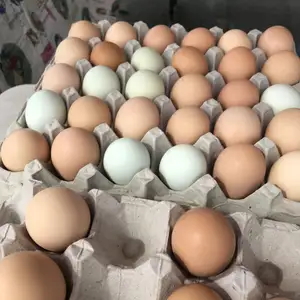 新鮮なコブ500とロス308の卵/すべての殻の卸売栄養/有機新鮮な卵
