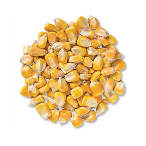 Maíz blanco de calidad premium a precio de descuento, disponible para suministro a granel y compradores mayoristas - Product Image 5