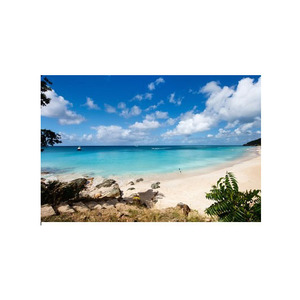 Beech <b>Logs</b> <b>for</b> Furniture Making and Building <b>Wooden</b> Structures Great Prices Available <b>for</b> <b>Sale</b> - Product Image 5