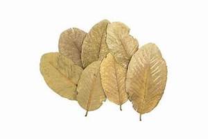 FEUILLES DE GOYAVE BIOLOGIQUES SÉCHÉES POUR INFUSION HERBALE SUPPORT IMMUNITAIRE PRODUIT D'ÉTIQUETTE PROPRE - Product Image 5