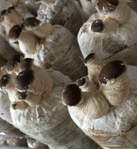 Hongos naturales secos Shiitake de Vietnam, ingredientes de alta calidad para salsas y comidas asiáticas - Product Image 5