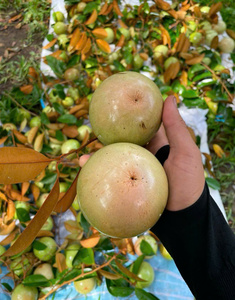 แอปเปิ้ลดาวเวียดนามพรีเมียม ผลไม้เขตร้อนสด หวาน รสชาติเยี่ยม ตัวเลือกที่ดีที่สุดสำหรับผู้นำเข้าและผู้จัดจำหน่าย - Product Image 5