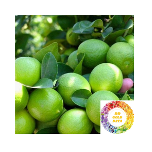High Quality <b>Fresh</b> Green Limes Newest Crop Citrus <b>Fruit</b> Premium Taste And Best Price For Bulk Export Sales And Global Markets - Product Image 6