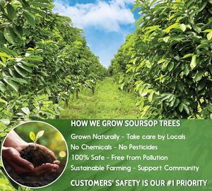 ORGANIC SOURSOP HOJA EN POLVO NATURAL, PURO, PARA CUIDADO DE LA PIEL Y COCINA - Product Image 5