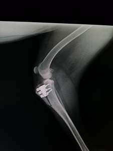 Ensemble d'instruments rapides pour implants articulaires vétérinaires orthopédiques pour chiens - Produits vétérinaires durables en acier inoxydable - Product Image 6