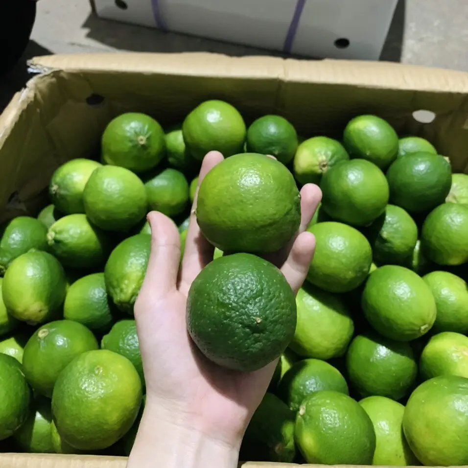 LEMON WHOLESALE FROM VIETNAM FRESH FRUIT SEEDLESS GREEN LIME AGRICULTURAL PRODUCT BEST PRICE / Ms. Serene