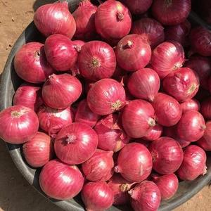 Pure Fresh <b>Red</b> Onions and Yellow Onions - Product Image 6