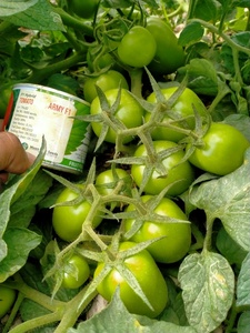 Semillas de Tomate Híbrido ARMY F1 - Product Image 4