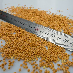 Dried non glutinous <b>millet</b> Natural healthy bulk supply Common cultivation <b>millet</b> Yellow <b>millet</b> grain bulk - Product Image 1